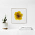 Yellow Rose Flower Art Print